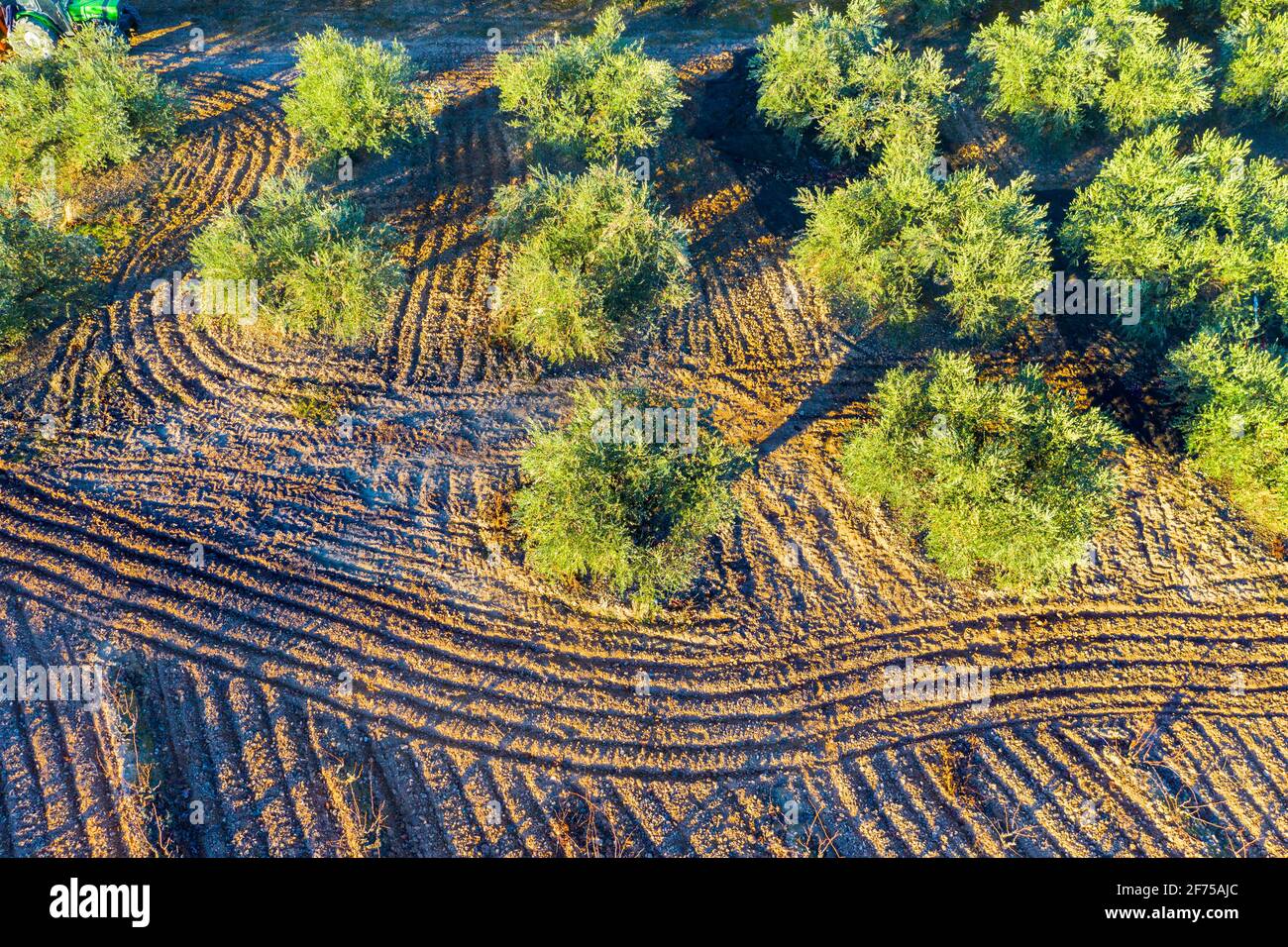 Aerial view of a farmland with olive trees. Stock Photo