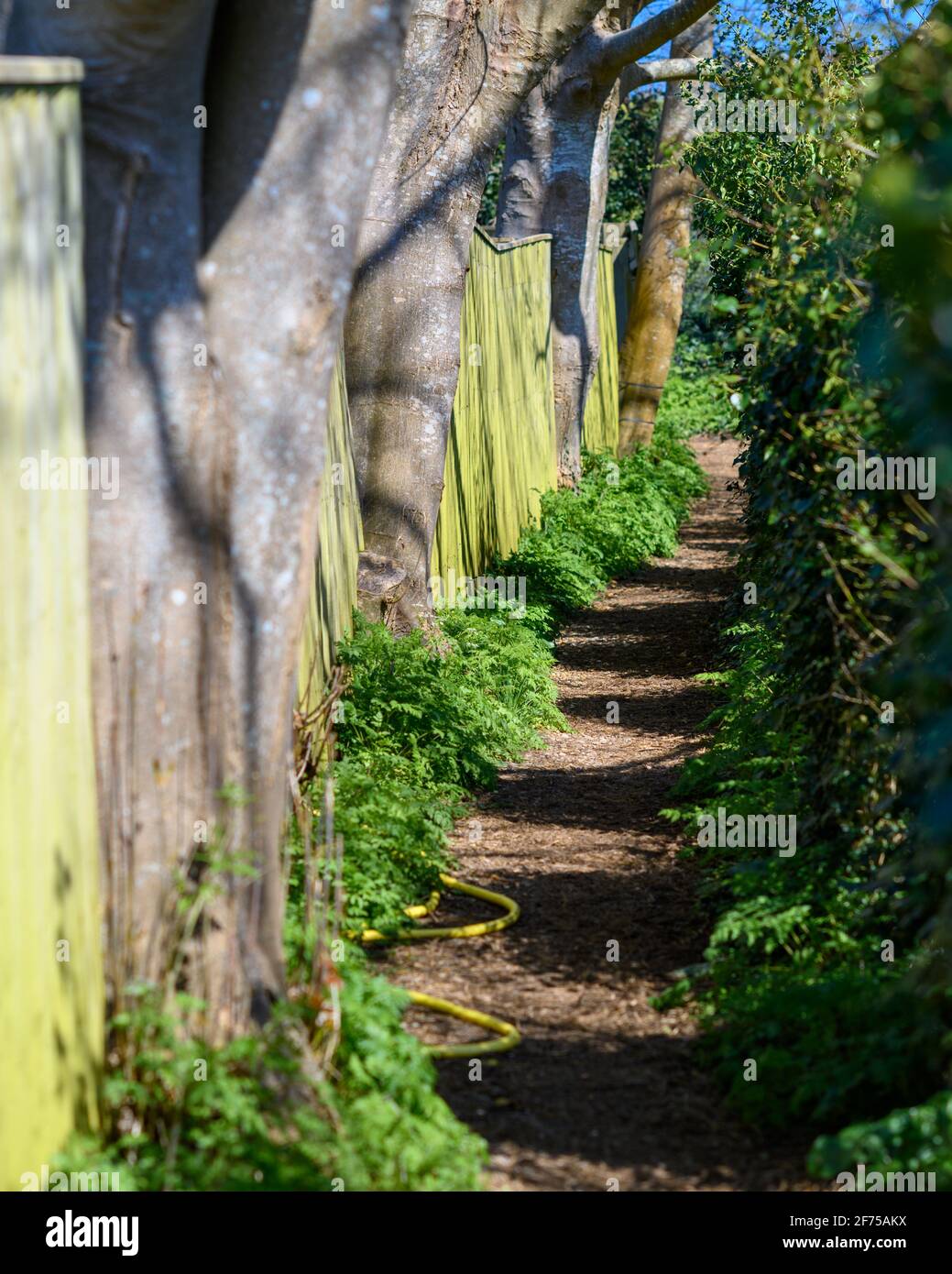 Narrow footpath between a fence and a hedge with bright sunshine from one side casting shadows, April, UK Stock Photo