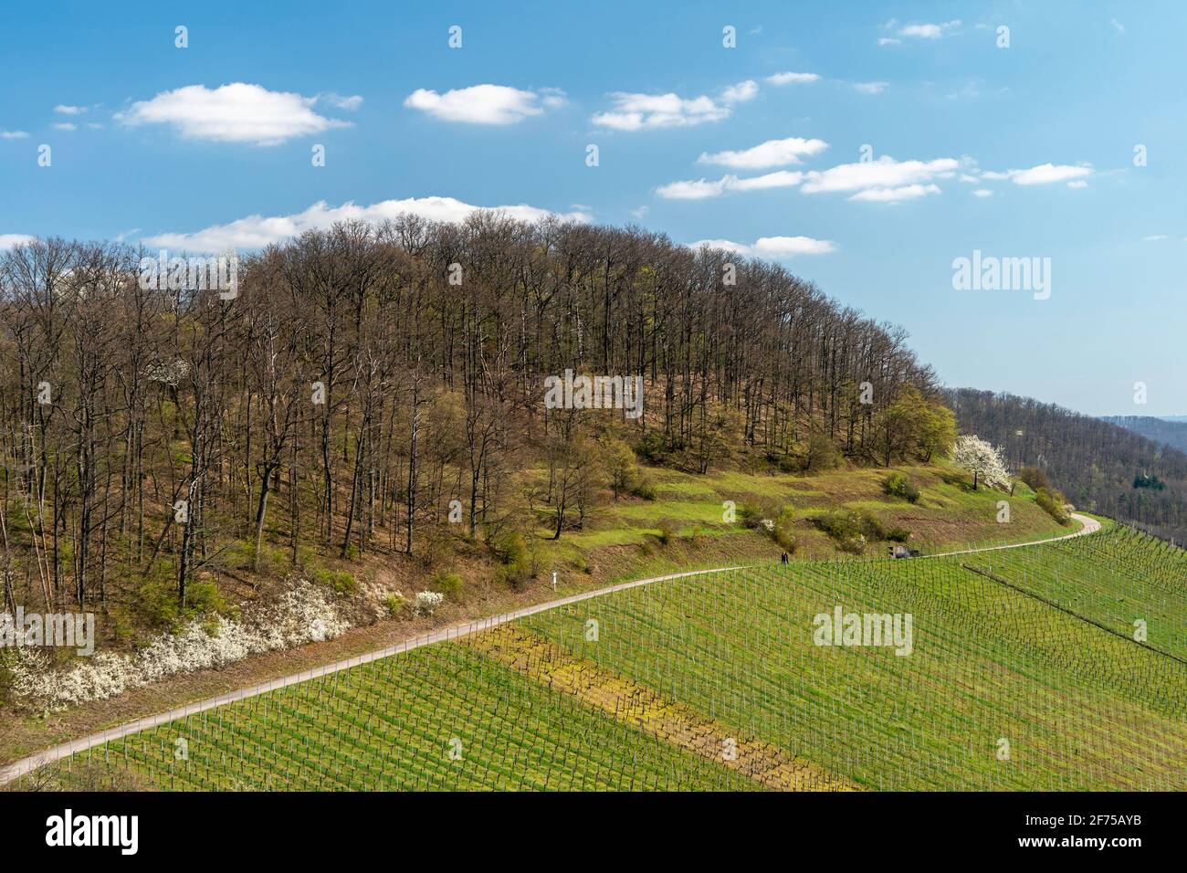 German vineyard in the Kraichgau in spring Stock Photo