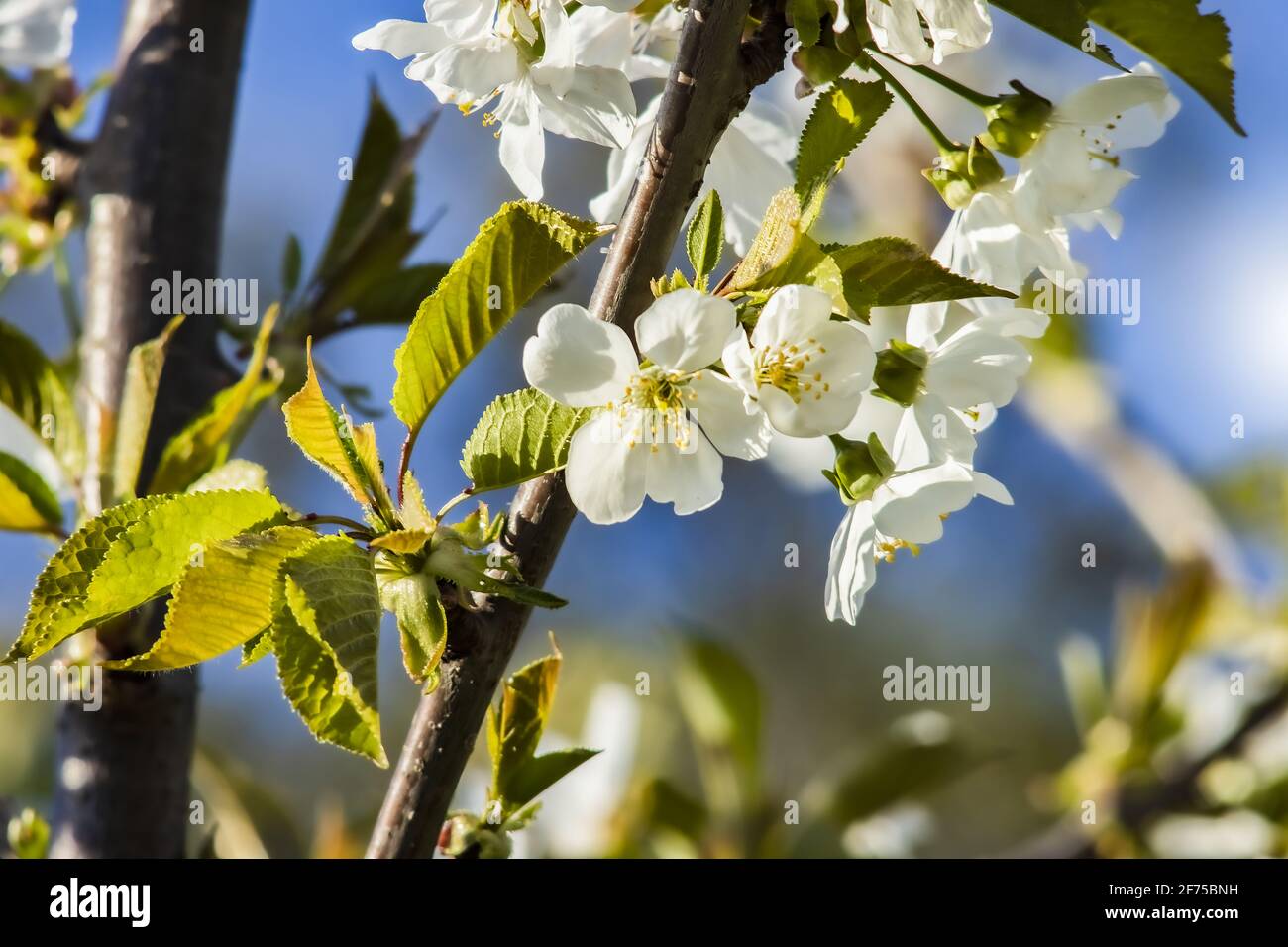 A Cluster of Cherry Blossoms on a Branch. Photo Taken on Tree in Orchard. Natural Blurred Background. Stock Photo