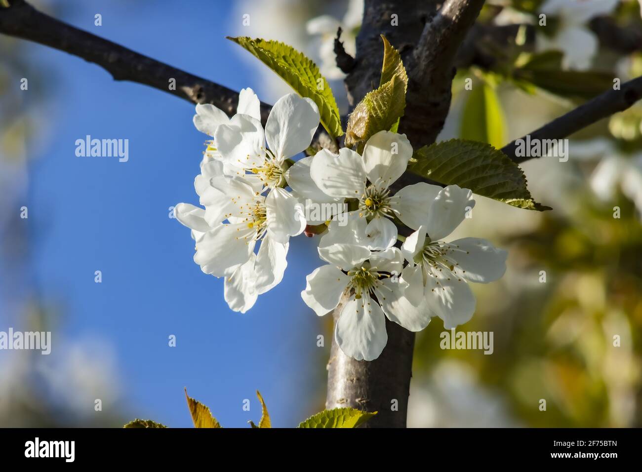 A Cluster of Cherry Blossoms on a Branch. Photo Taken on Tree in Orchard. Natural Blurred Background. Stock Photo