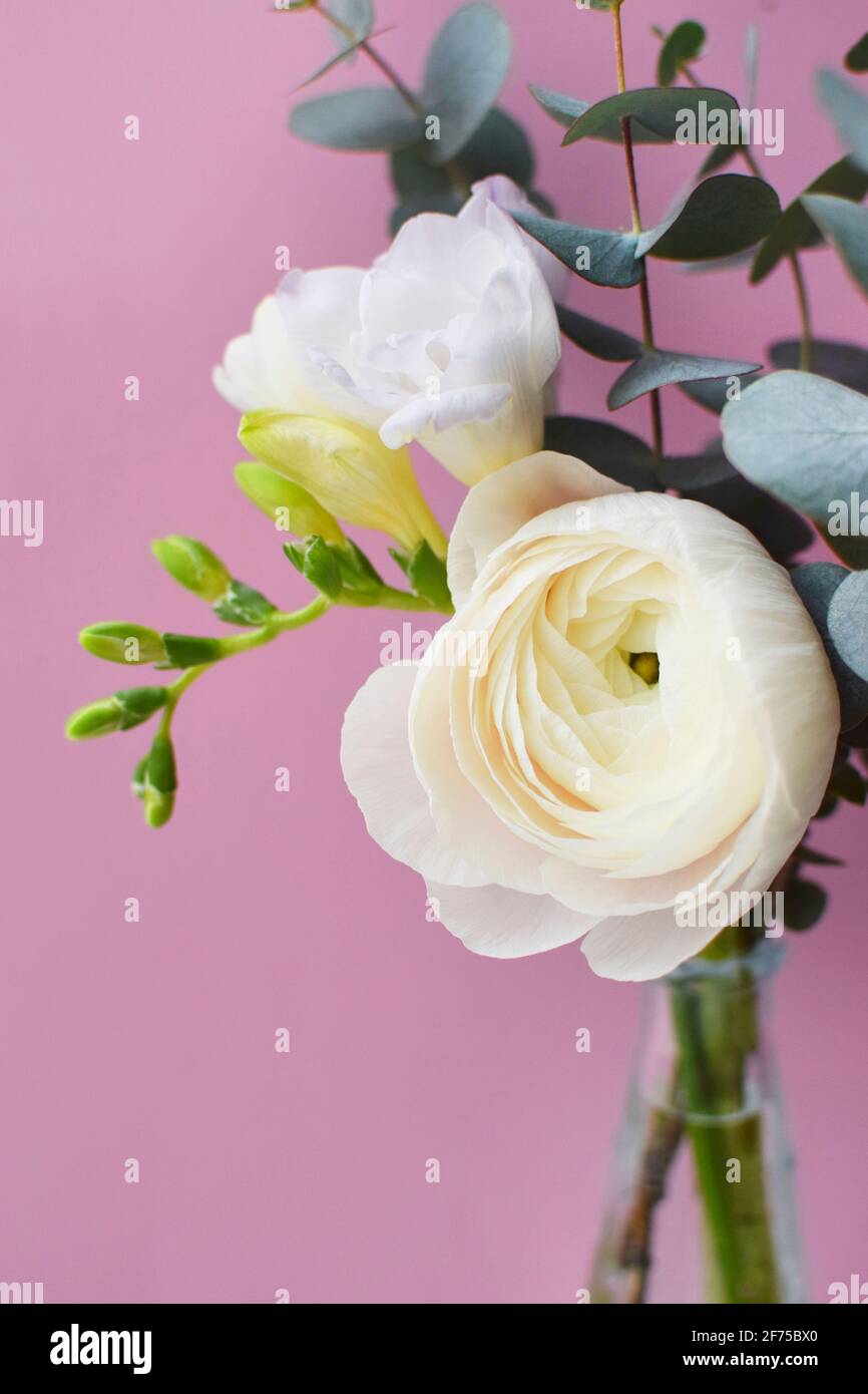 Delicate bouquet of delicate pink ranunculus flower and white freesia with eucalyptus sprigs on a pink background Stock Photo