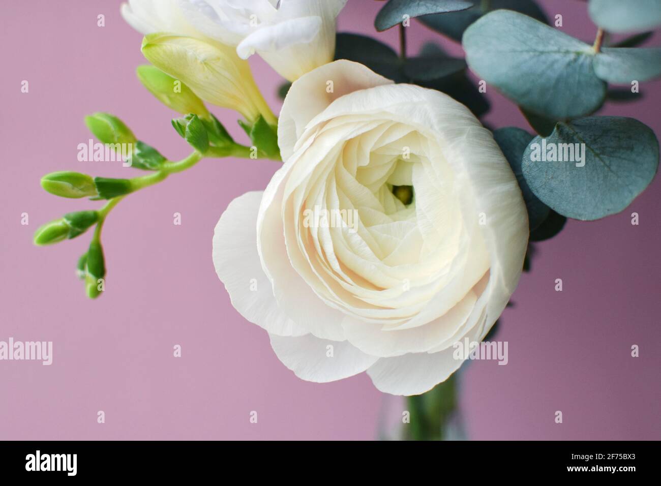 Delicate bouquet of delicate pink ranunculus flower and white freesia with eucalyptus sprigs on a pink background Stock Photo
