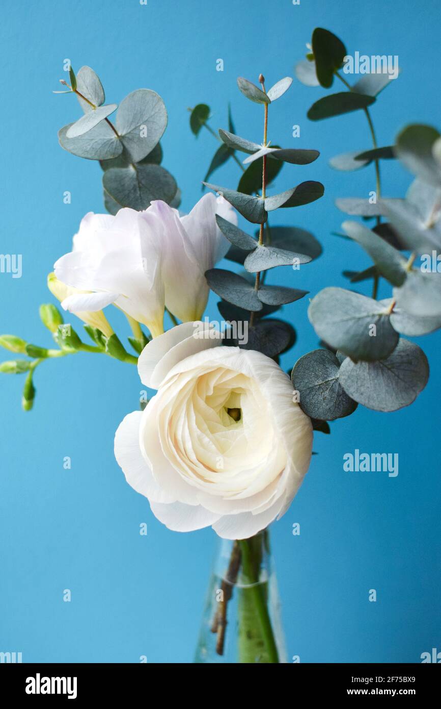 Delicate bouquet with white ranunculus and freesia flowers with eucalyptus sprigs on a blue background Stock Photo