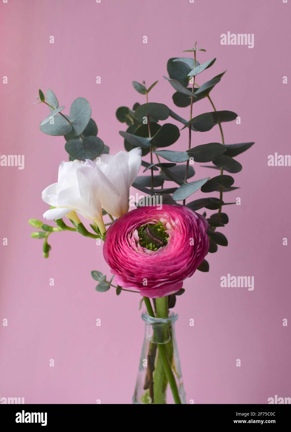 Delicate bouquet of bright pink ranunculus flower and white freesia with eucalyptus sprigs on a pink background Stock Photo