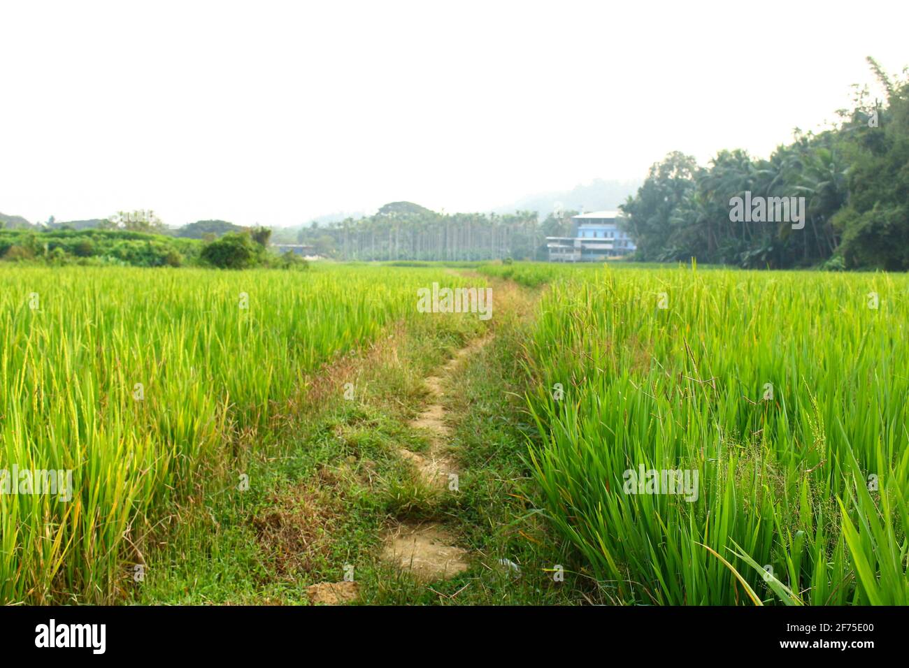 paddy field kerala Stock Photo - Alamy