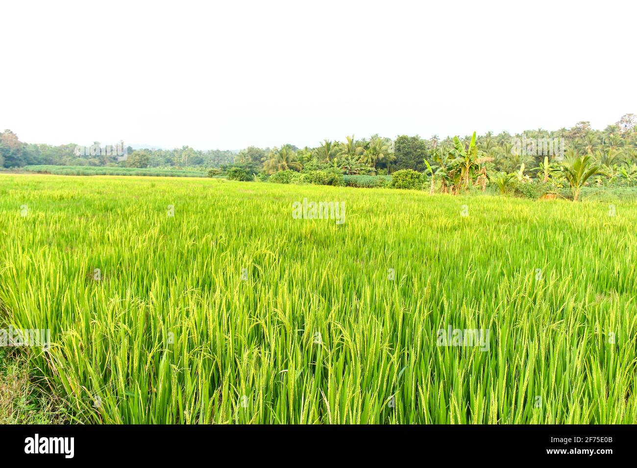 Paddy Field Kerala Stock Photo Alamy paddy-field-kerala-stock-photo-alamy