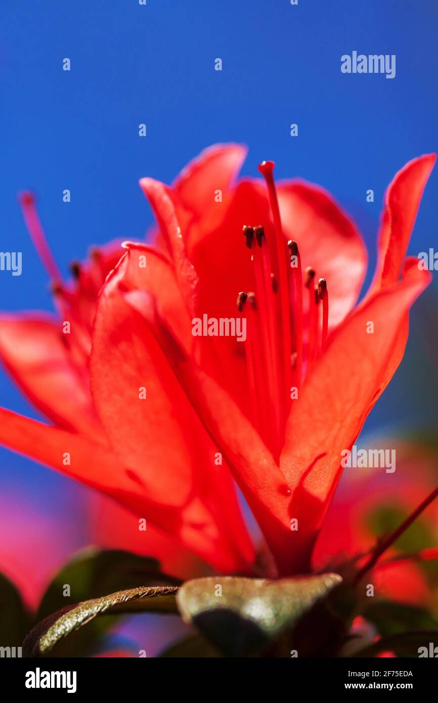 Blooming red Rhododendron flowers against blue sky in the background. Focus on Rhododendron petals. Stock Photo