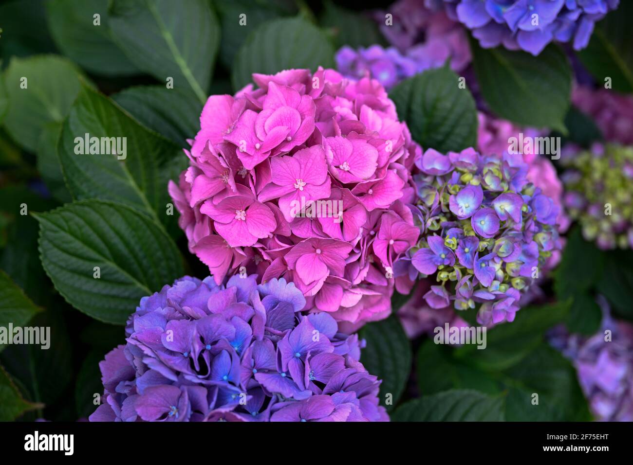 Flowers, plants and trees UK Stock Photo Alamy