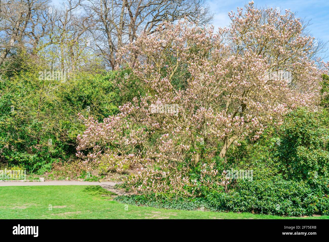 Pink magnolia tree in early spring in a park Stock Photo - Alamy