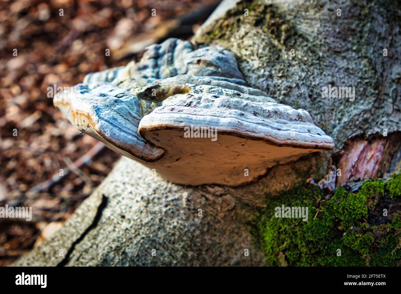Fomes fomentarius, Horse's hoof fungus Stock Photo Alamy