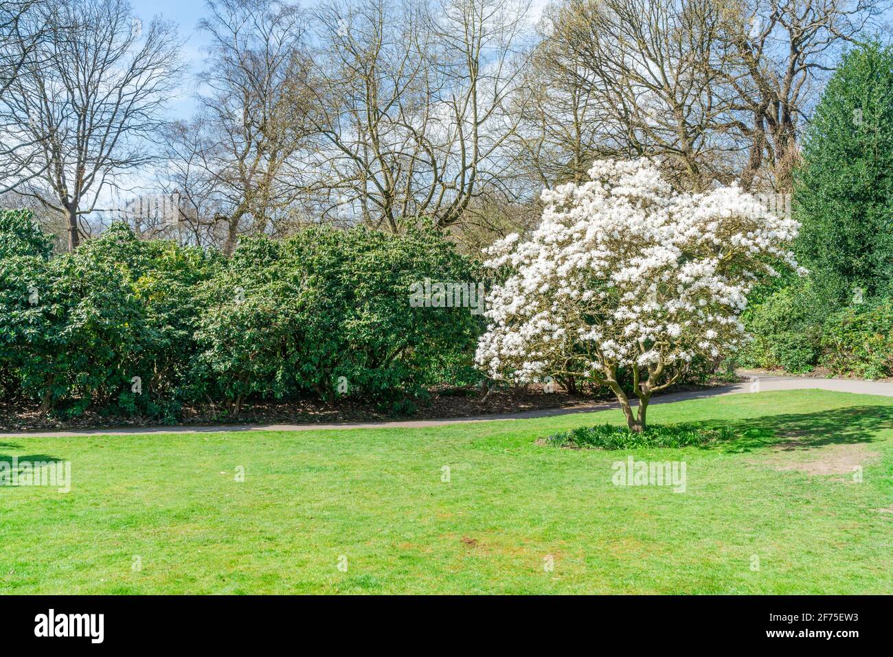 A white blooming tree in early spring in a park Stock Photo