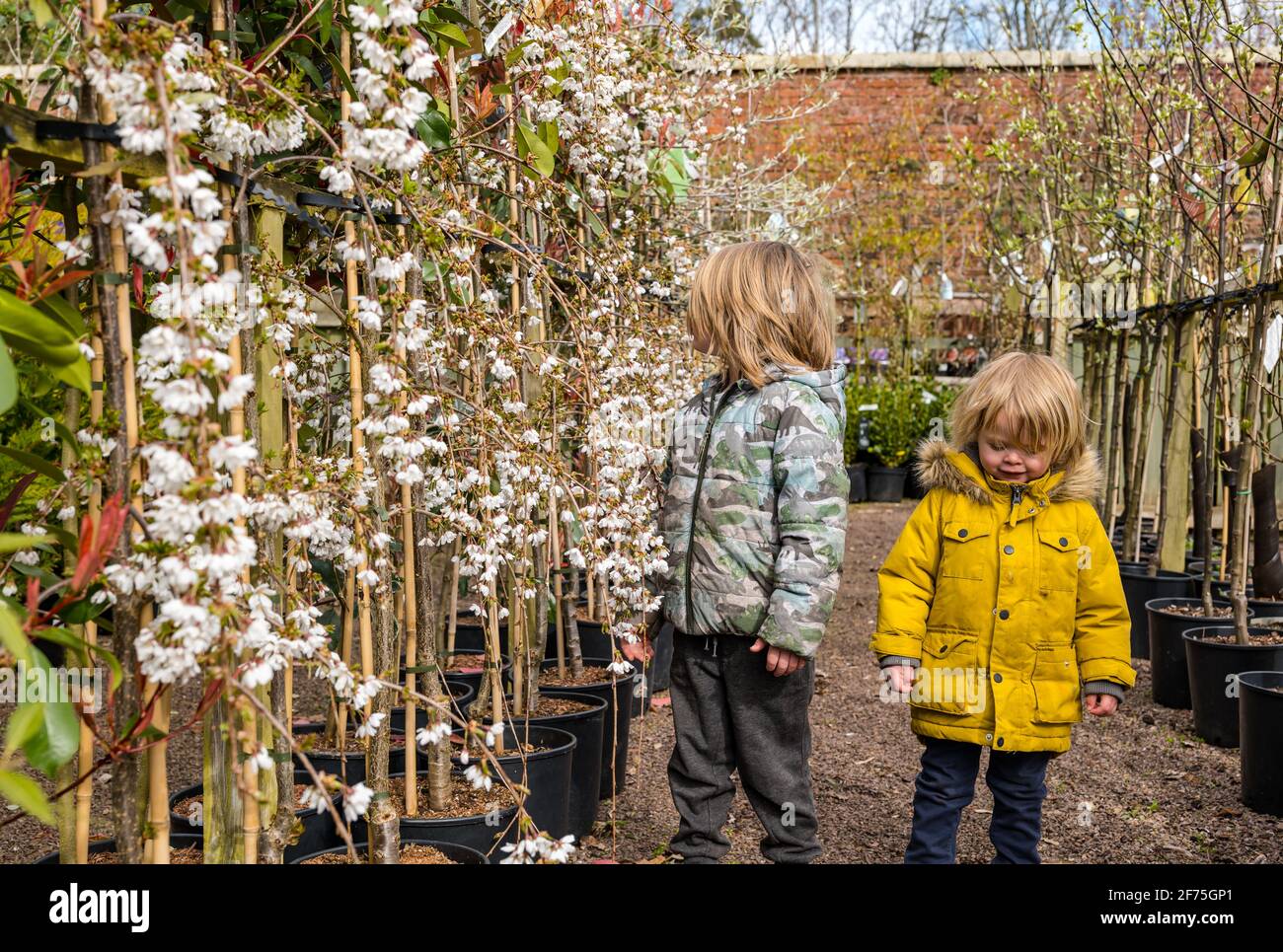 Fruit Plants Trees For Sale At Garden Centre High Resolution Stock Photography And Images Alamy