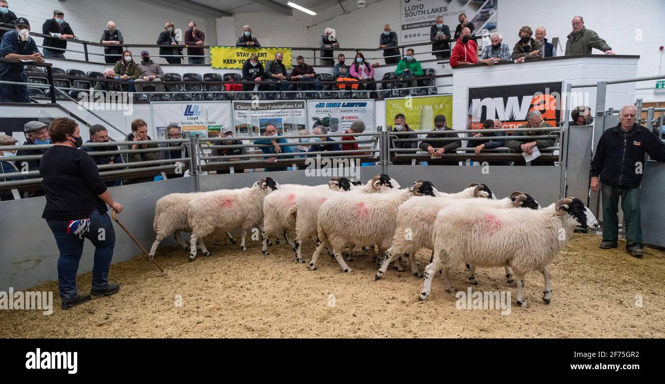 Breeding sale of draft ewes off hill farms at a livestock auction mart in Cumbria, UK, during the Covid-19 Pandemic 2020. Stock Photo
