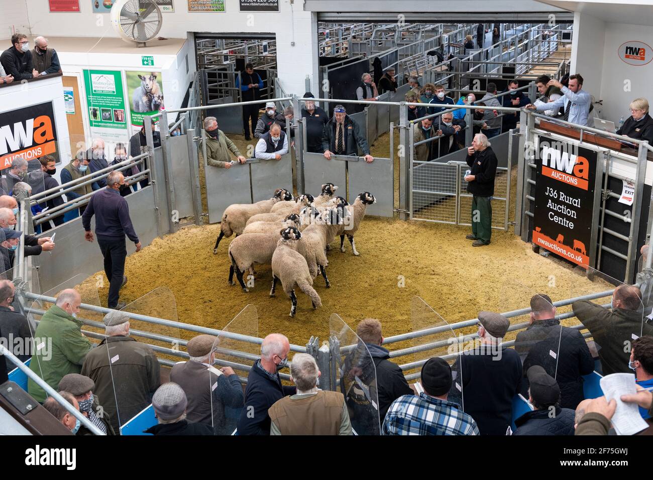 Breeding sale of draft ewes off hill farms at a livestock auction mart in Cumbria, UK, during the Covid-19 Pandemic 2020. Stock Photo
