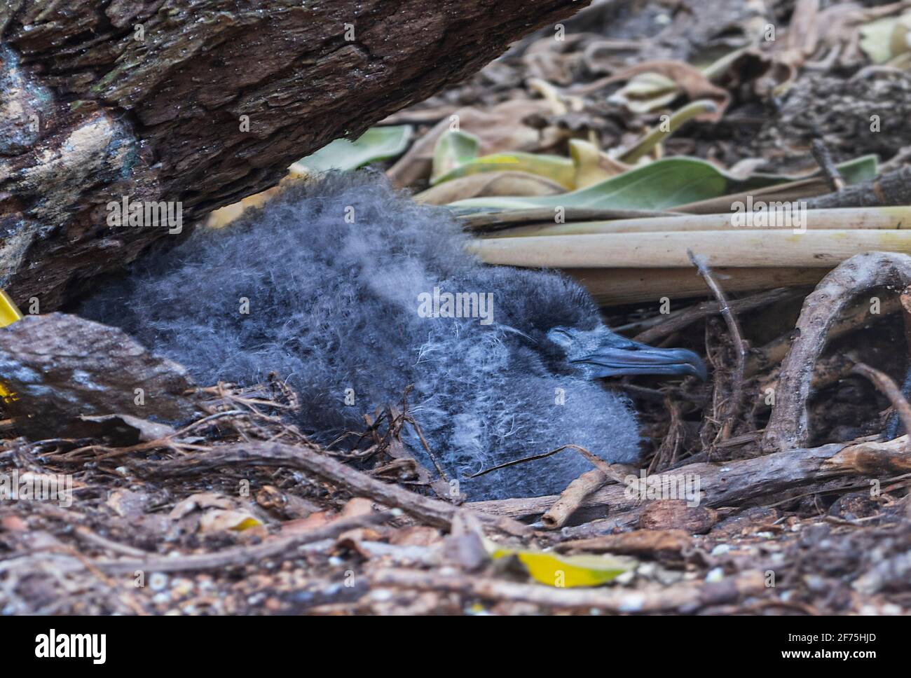 A sleepy wedge-tailed Shearwater baby (Ardenna pacificus), Heron Island, Southern Great Barrier Reef, Queensland, QLD, Australia Stock Photo