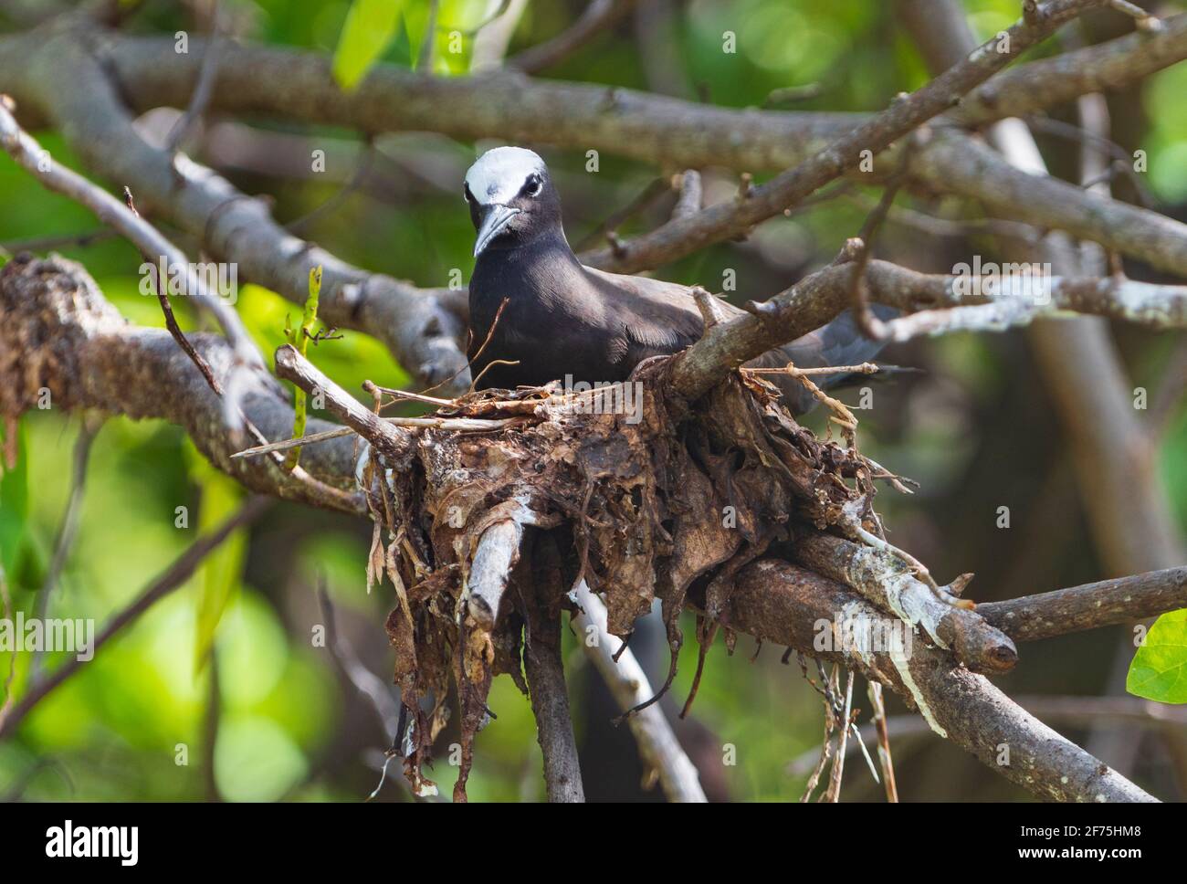 White-capped Noddy (Anous minutus) sitting on its nest in the Pisonia forest during nesting season, Heron Island, Southern Great Barrier Reef, Queensl Stock Photo