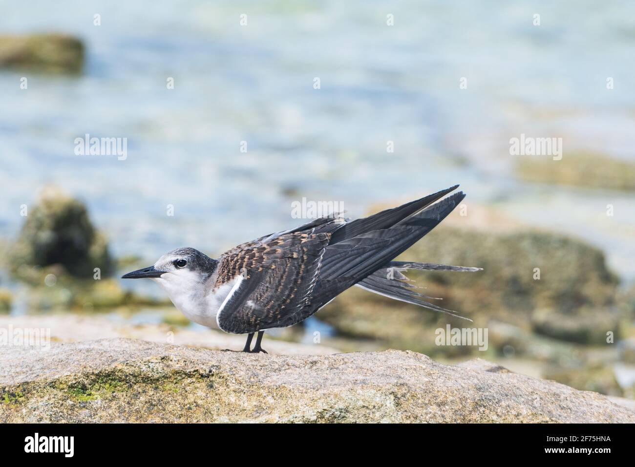 Side view of a juvenile Bridled Tern (Onychoprion anaethetus) perched on a rock by the sea, Heron Island, Southern Great Barrier Reef, Queensland, QLD Stock Photo