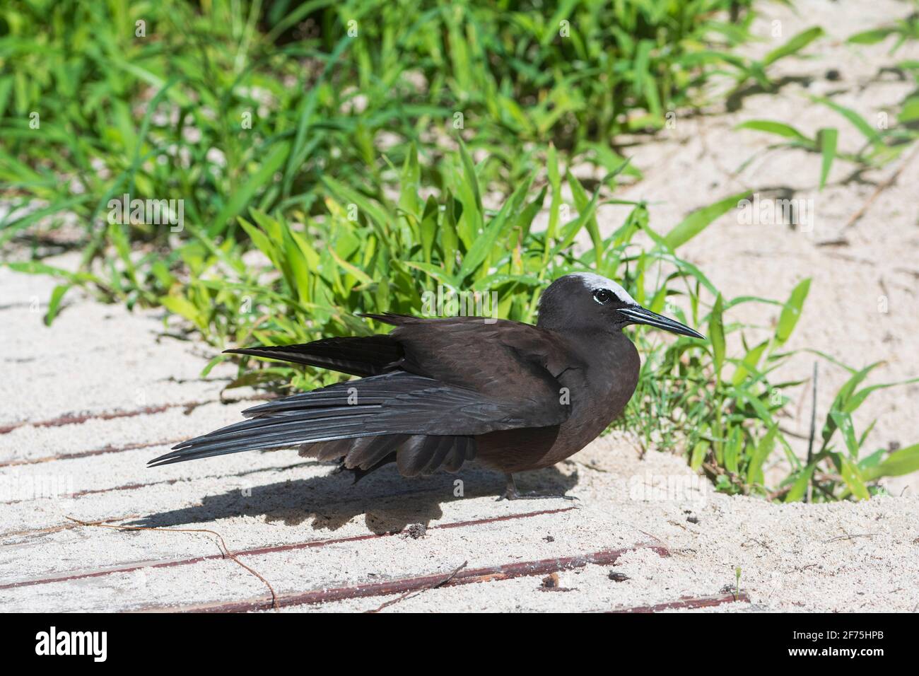 A White-capped Noddy (Anous minutus) sunbathing, Heron Island, Southern Great Barrier Reef, Queensland, QLD, Australia Stock Photo