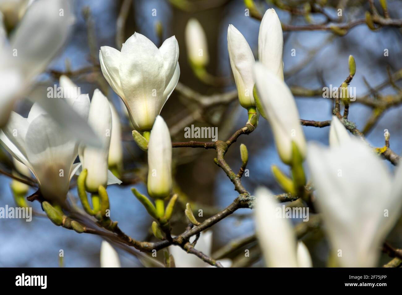 Tulip tree or Magnolia blossom Stock Photo
