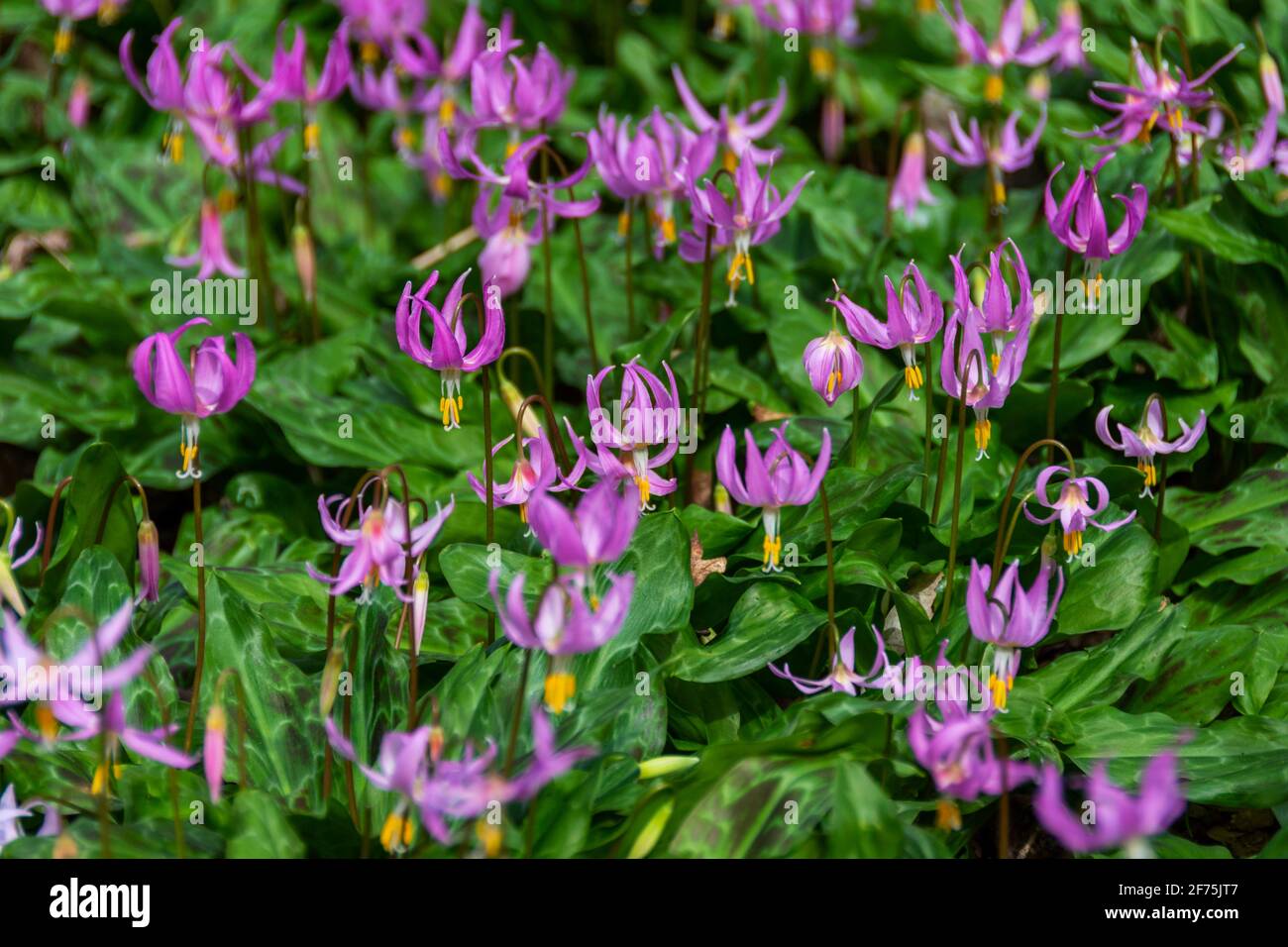 A patch of Erythronium Revolutum lilies in full flower Stock Photo