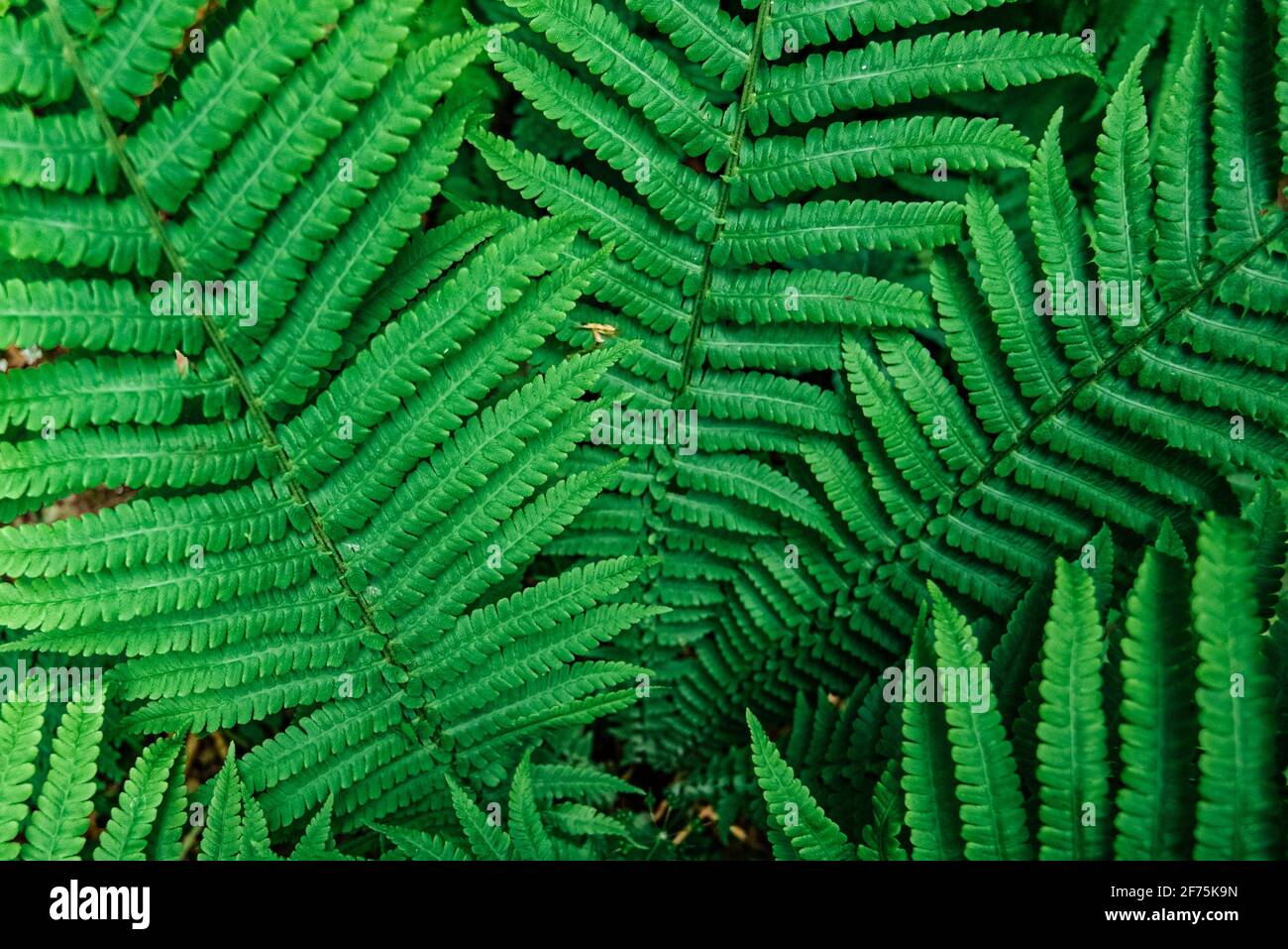 Perfect natural fern pattern. Beautiful background made with young green fern leaves. Stock Photo