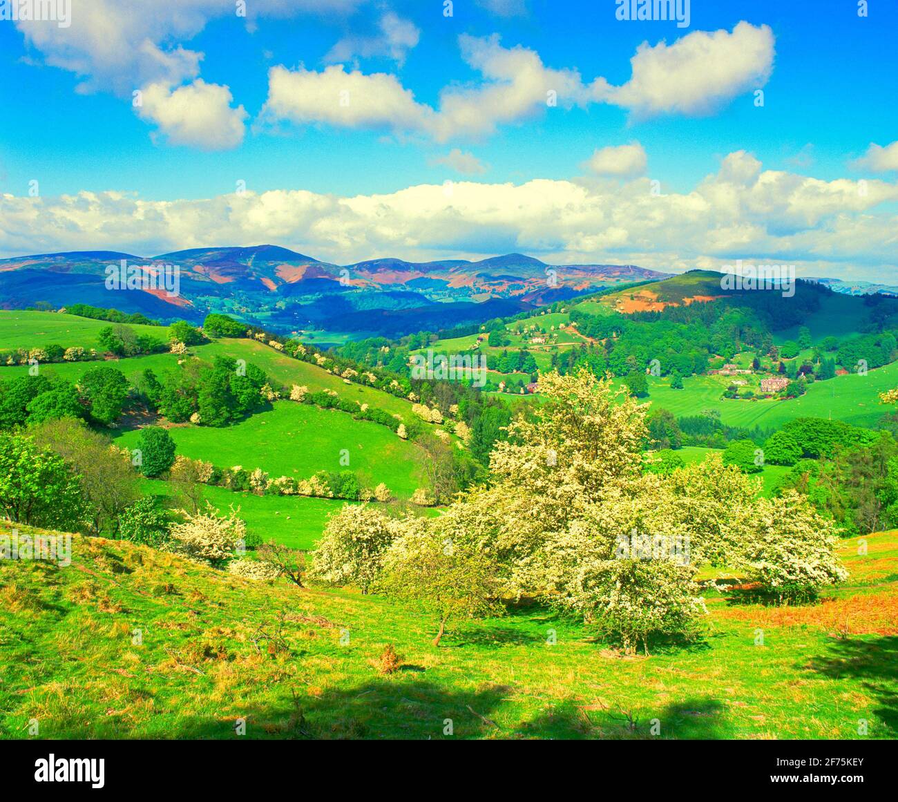 UK, Wales, Clwyd, Berwyn and Llantysilio Mountains, with spring hawthorns, Stock Photo