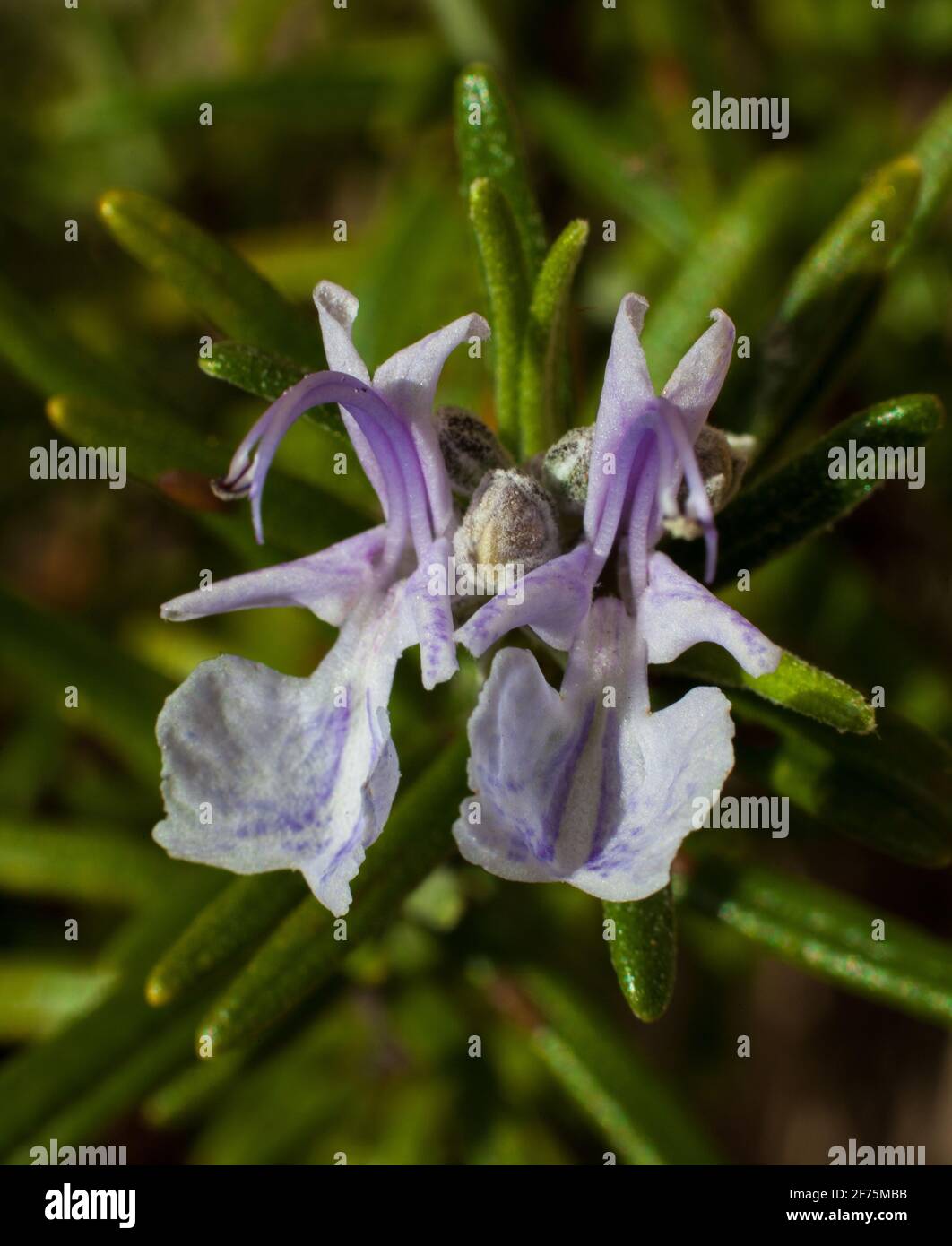 Close up view of two blue, purple and white rosemary flowers on a sunny day Stock Photo