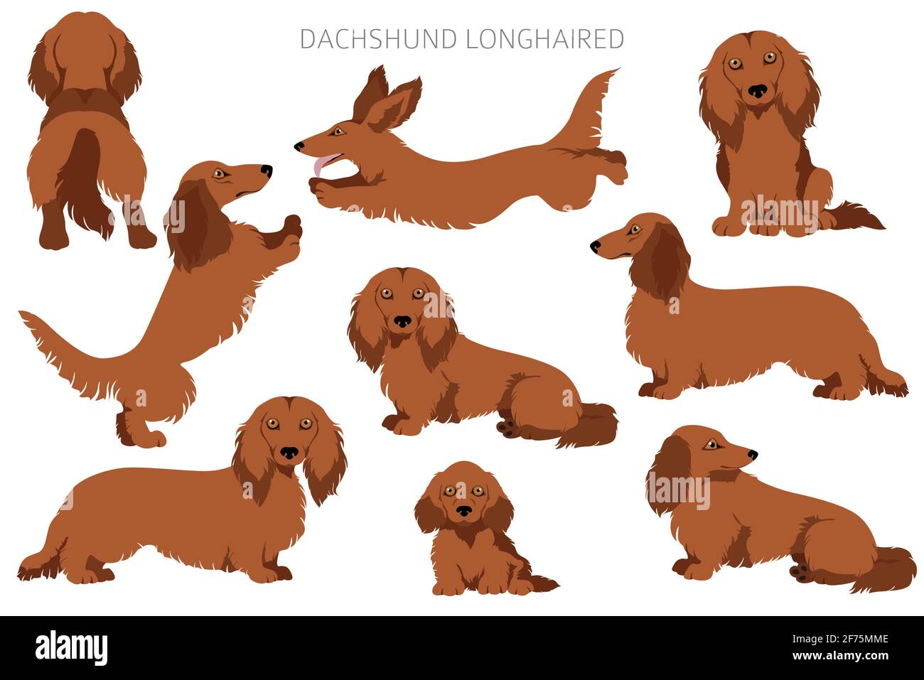 Dachshund long haired clipart. Different poses, coat colors set.  Vector illustration Stock Vector