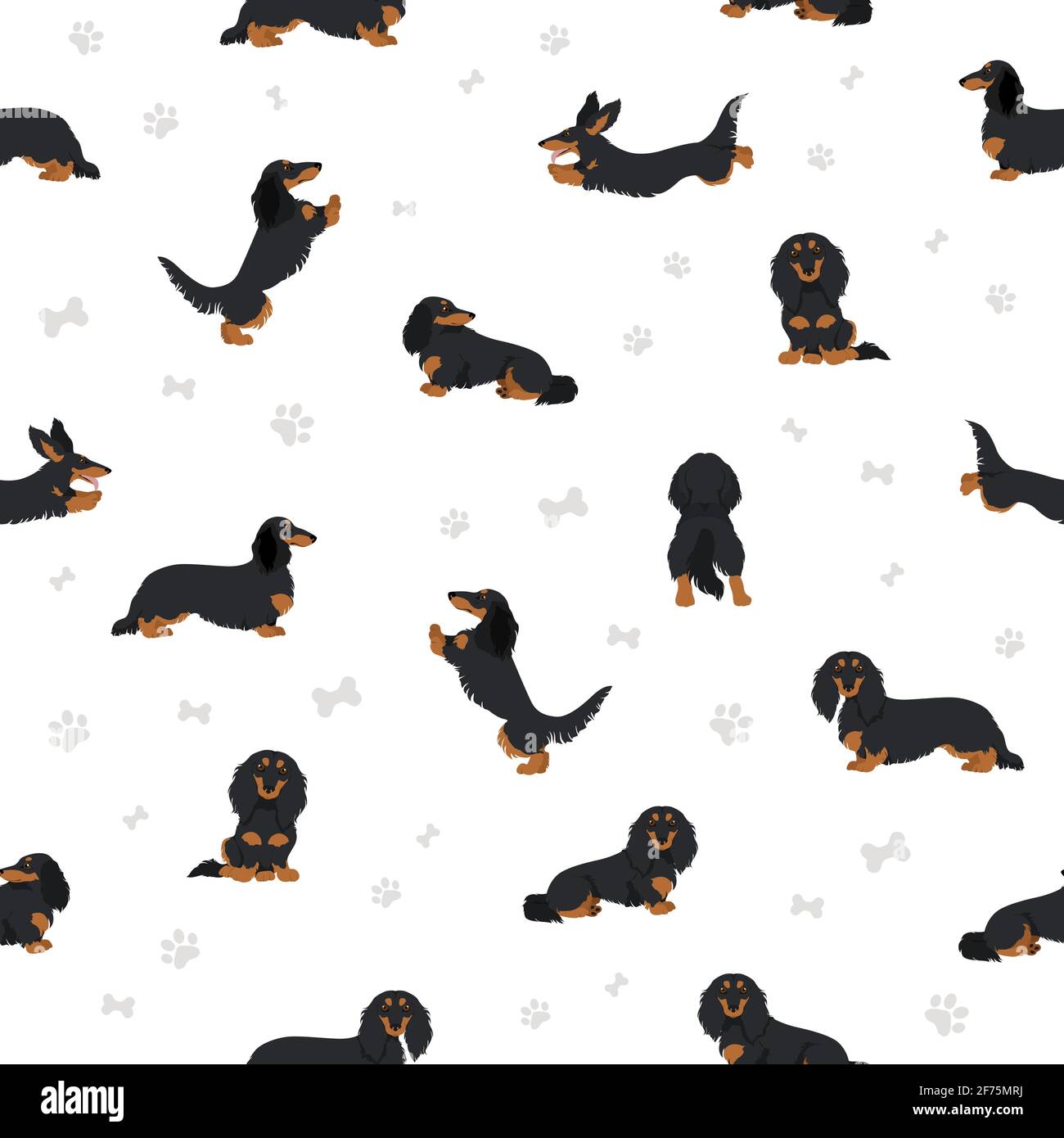 Dachshund long haired seamless pattern. Different poses, coat colors