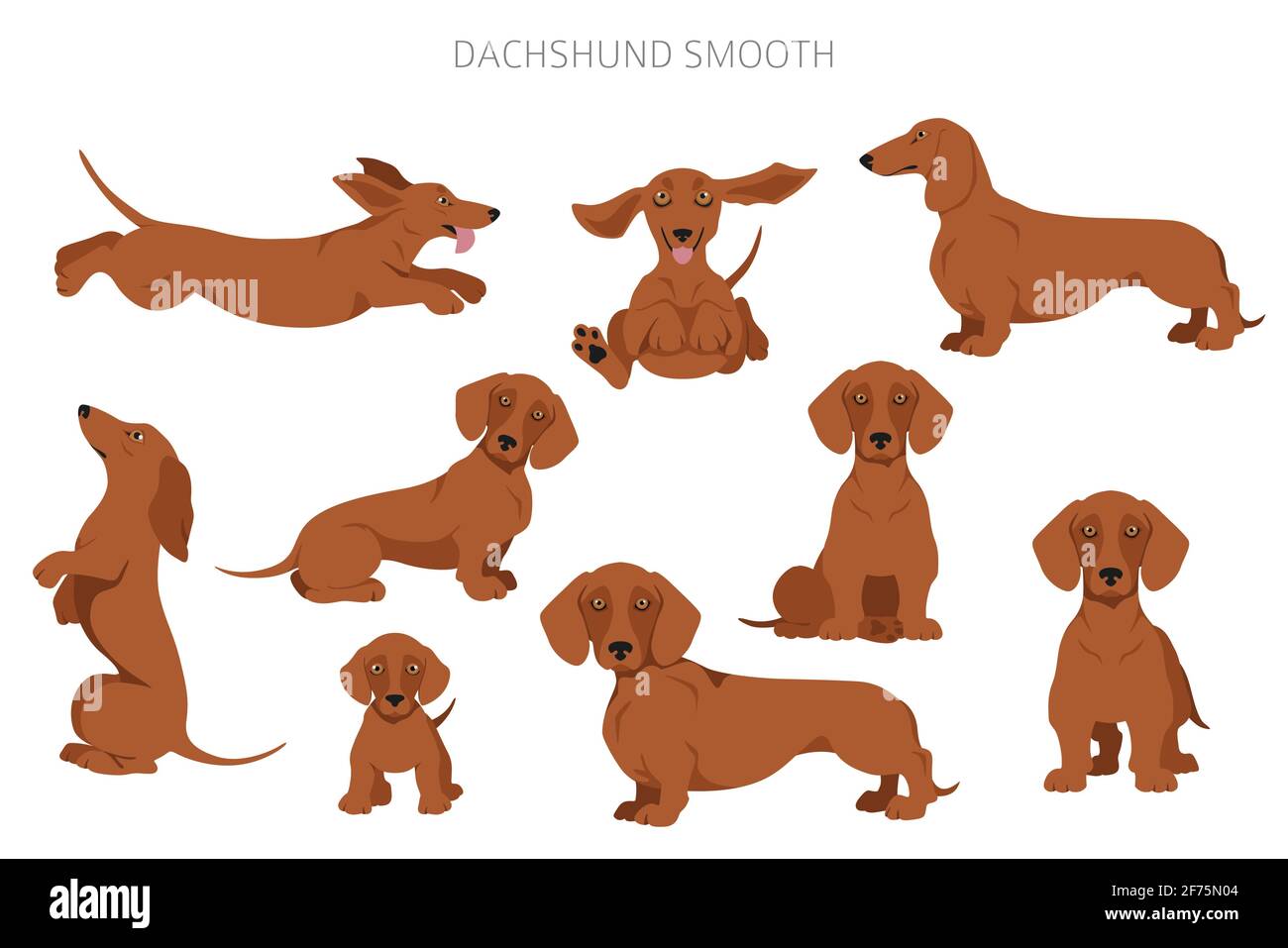different dachshund coats