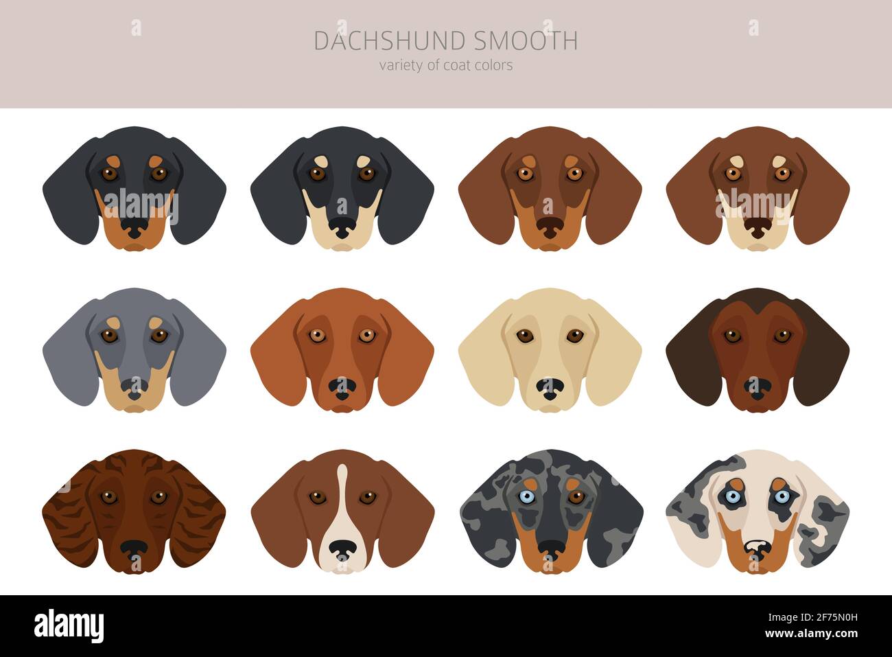 Dachshund short haired clipart. Different poses, coat colors set ...