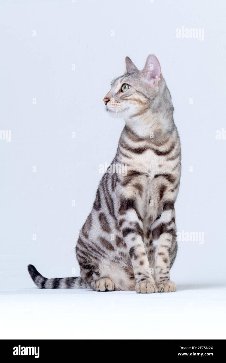Silver Bengal Cat in studio Stock Photo Alamy