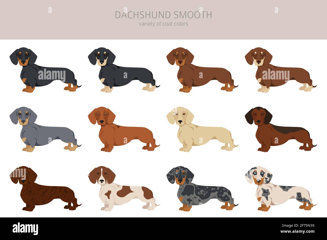 Dachshund Short Haired Clipart Different Poses Coat Colors Set