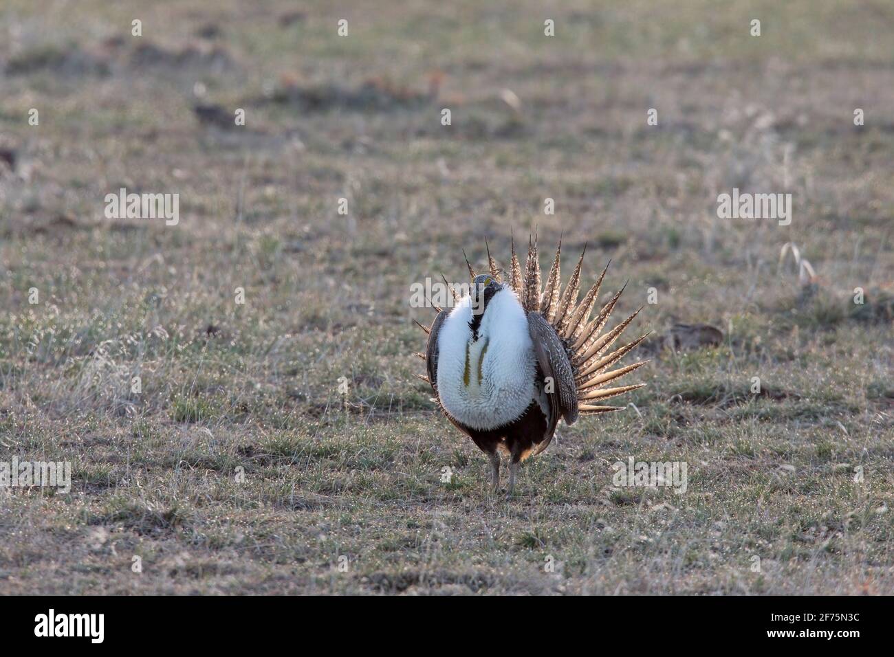Greater Sage grouse displaying during the spring mating season Stock Photo