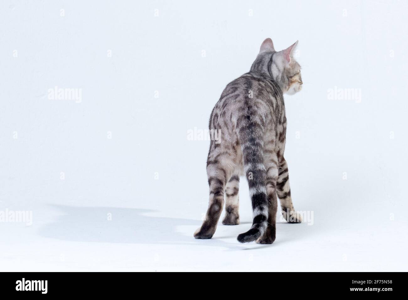 Silver Bengal Cat in studio Stock Photo