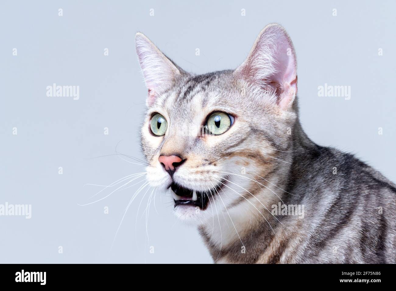 Silver Bengal Cat in studio Stock Photo