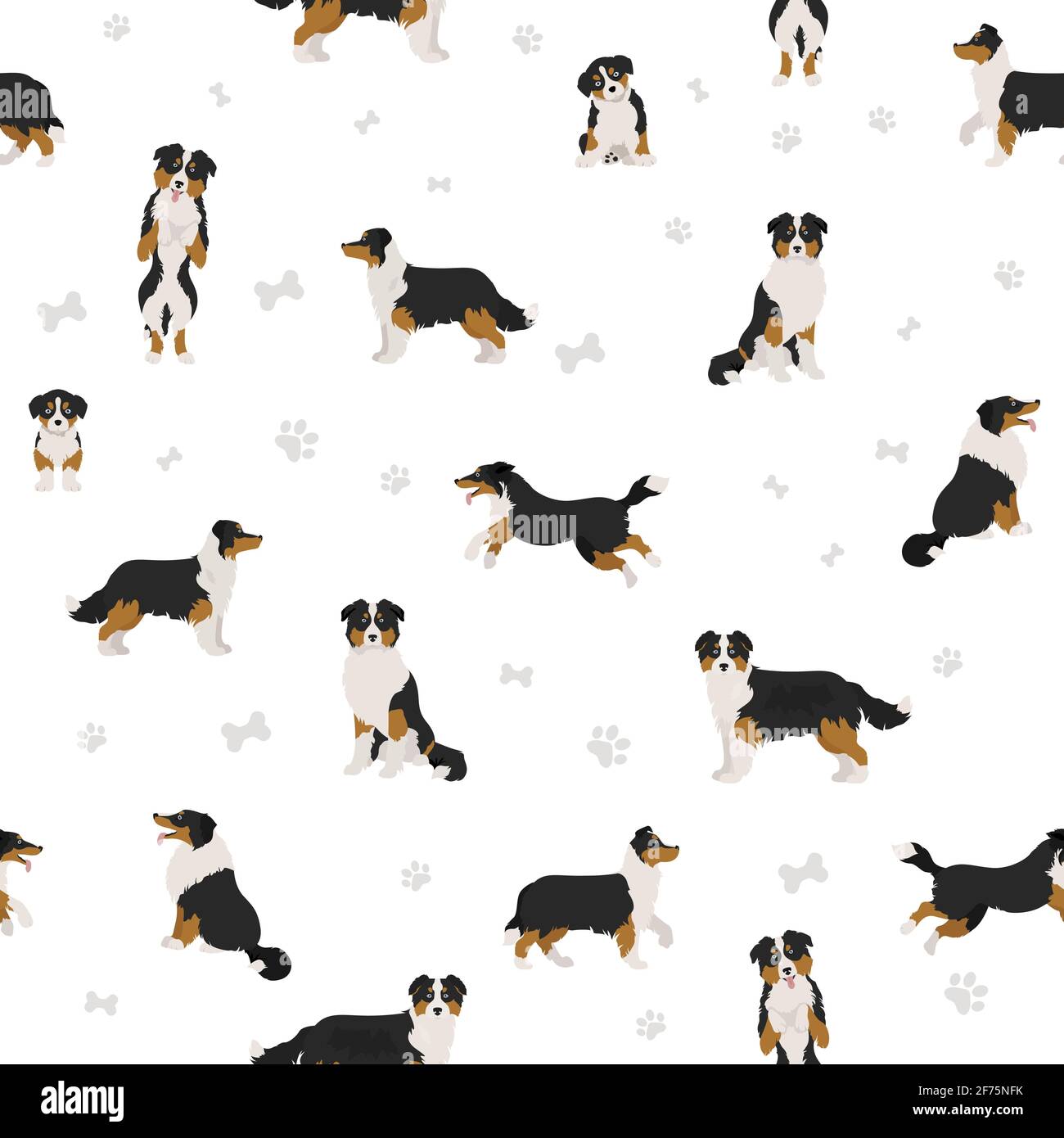 Australian shepherd dog seamless pattern. Different variations of coat ...