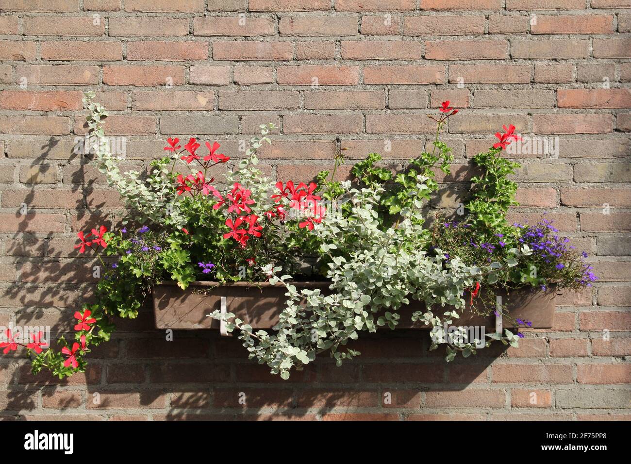 a flowerbox with beautiful red geraniums and little blue flowering plants at the wall of a house in summer closeup Stock Photo