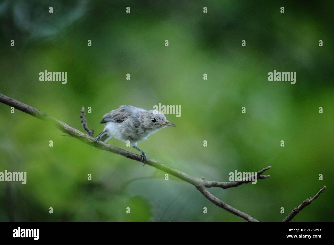 Blue-gray Gnatcatcher on branch Stock Photo