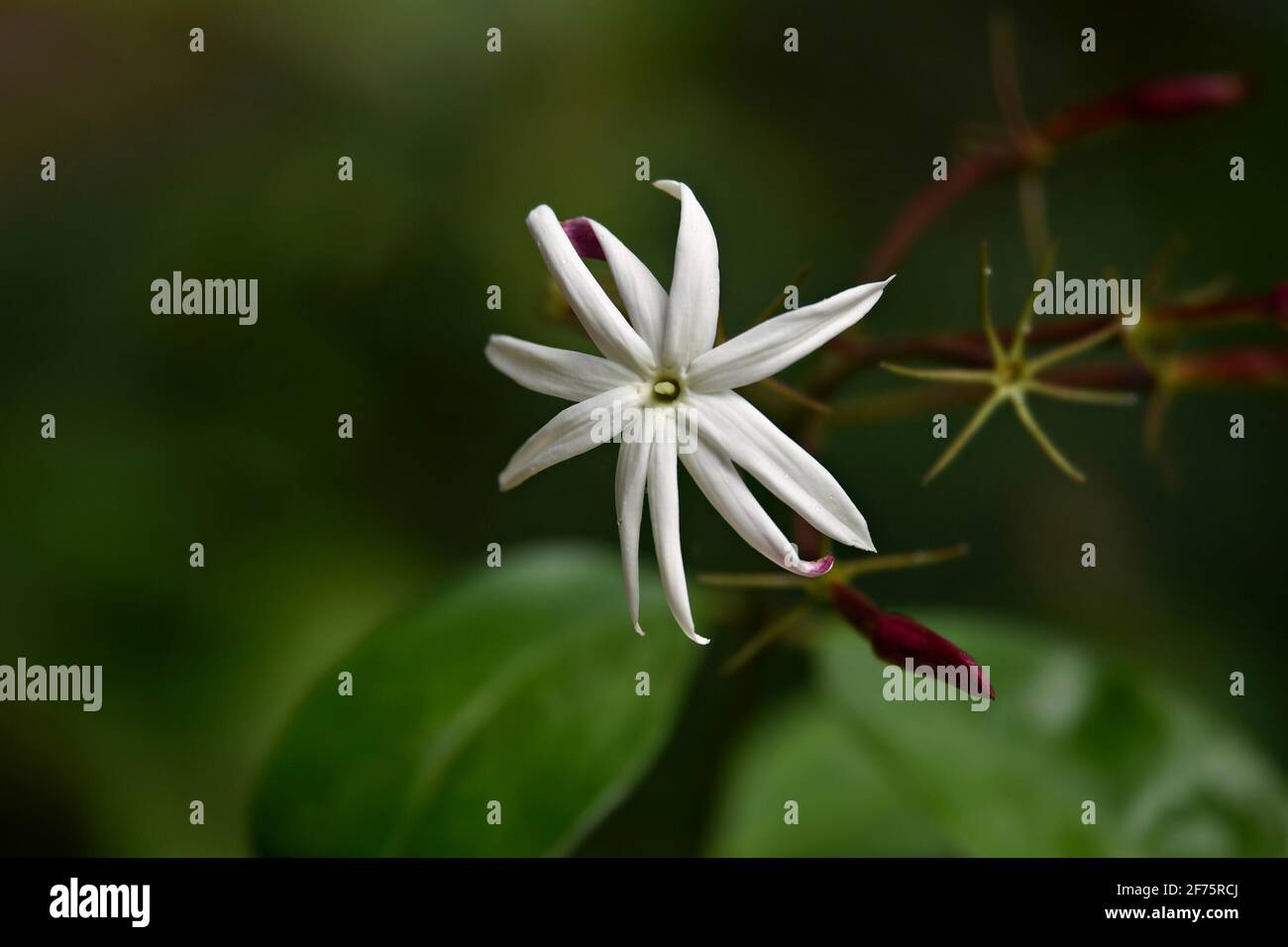 Jasminum nitidum (Angel wing jasmine) a tropical fragrant shrub with ivory-white dainty flowers on a natural green background. Stock Photo