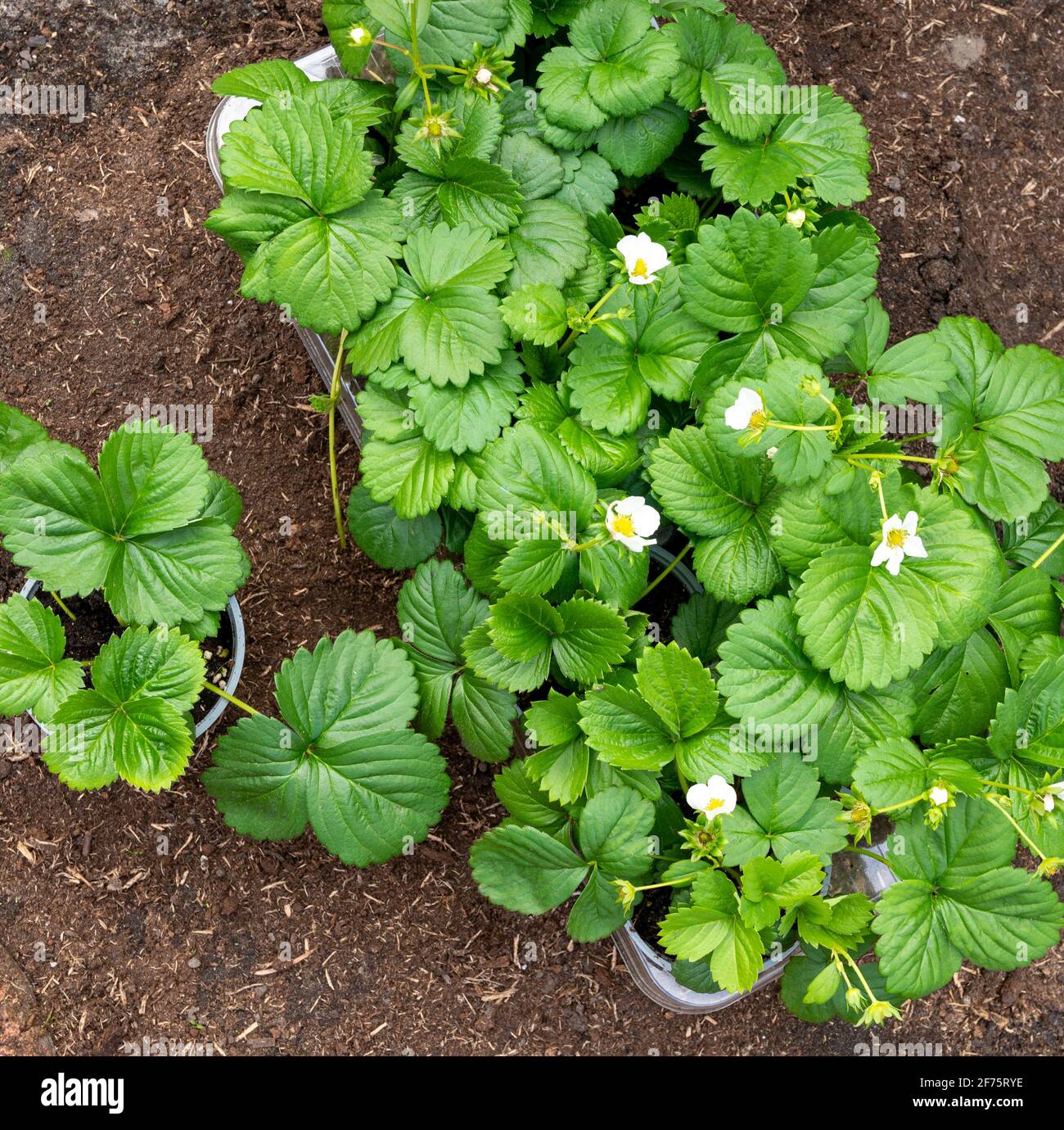 Young green strawberry plants with white flowers ready to be planted in ...