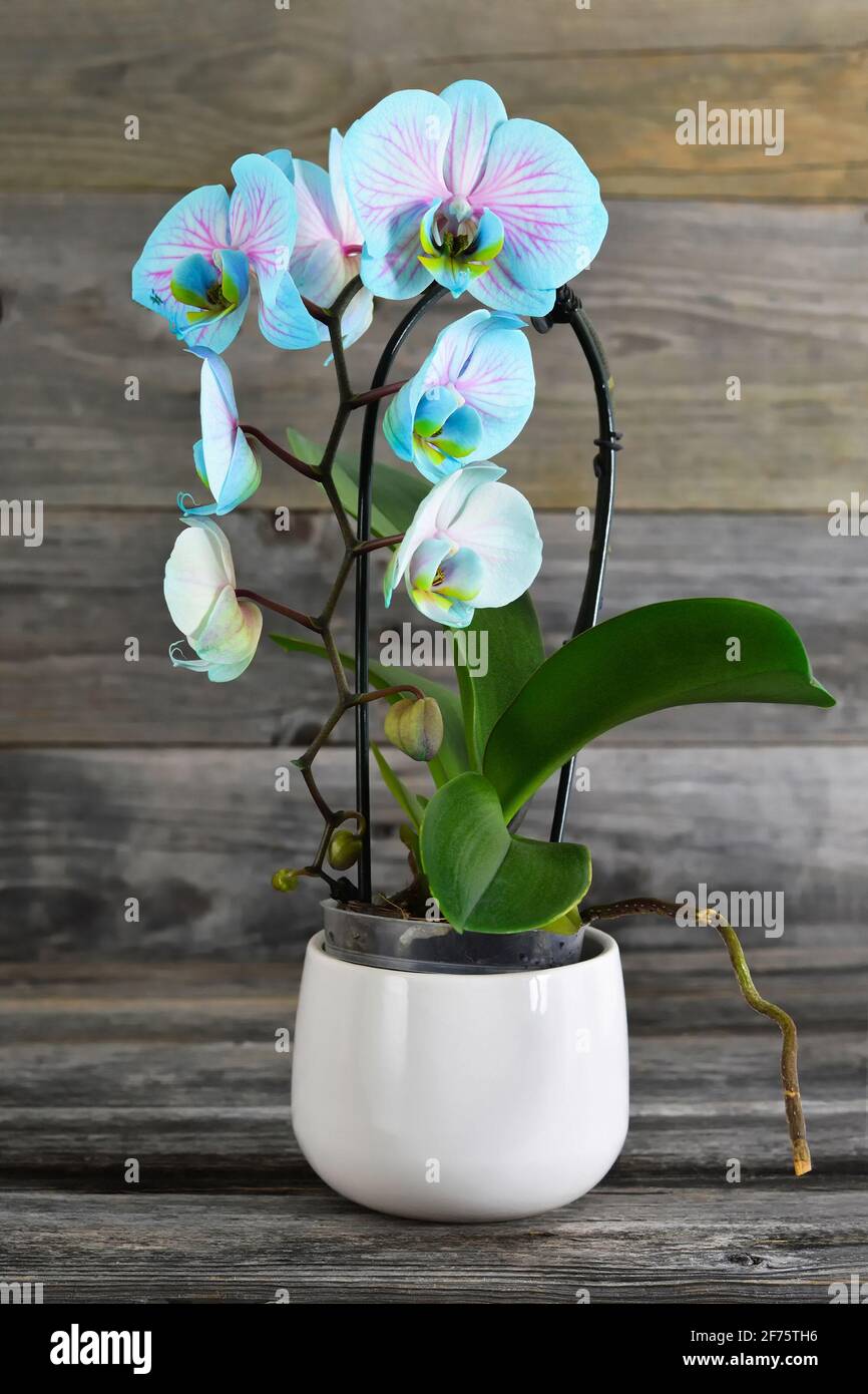 Orchid flower in flower pot on wooden background Stock Photo