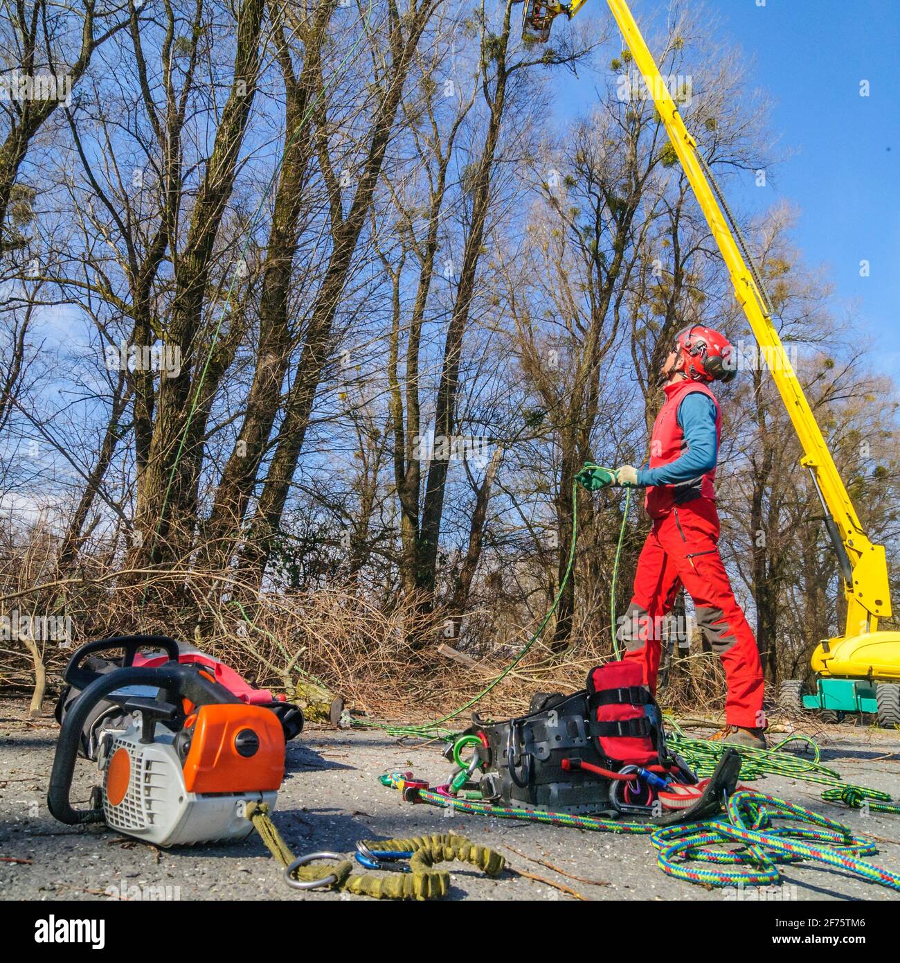 Treeworker doing their job with a skylift Stock Photo