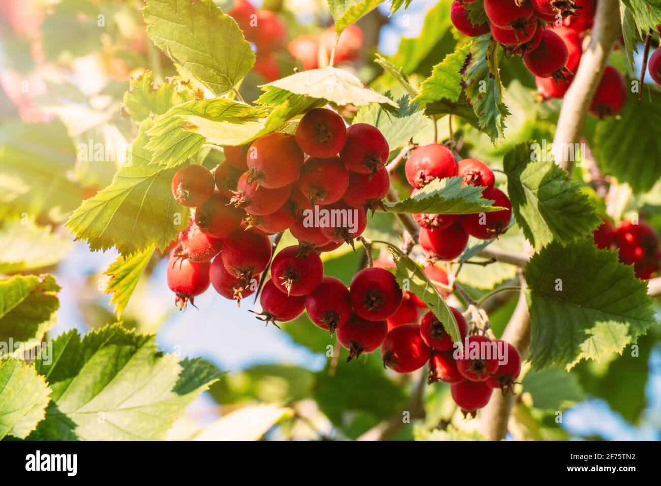 Red ripe hawthorn berries on the branches in the garden in the sunlight ...