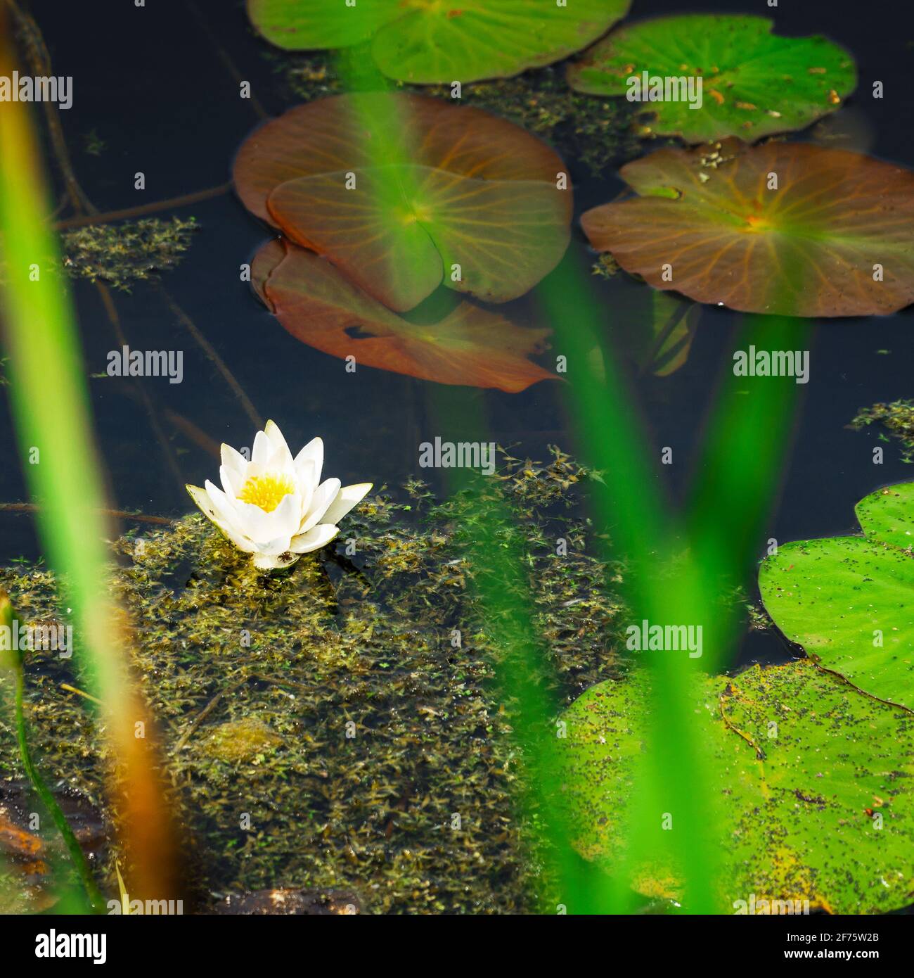 Nenuphar High Resolution Stock Photography And Images Alamy