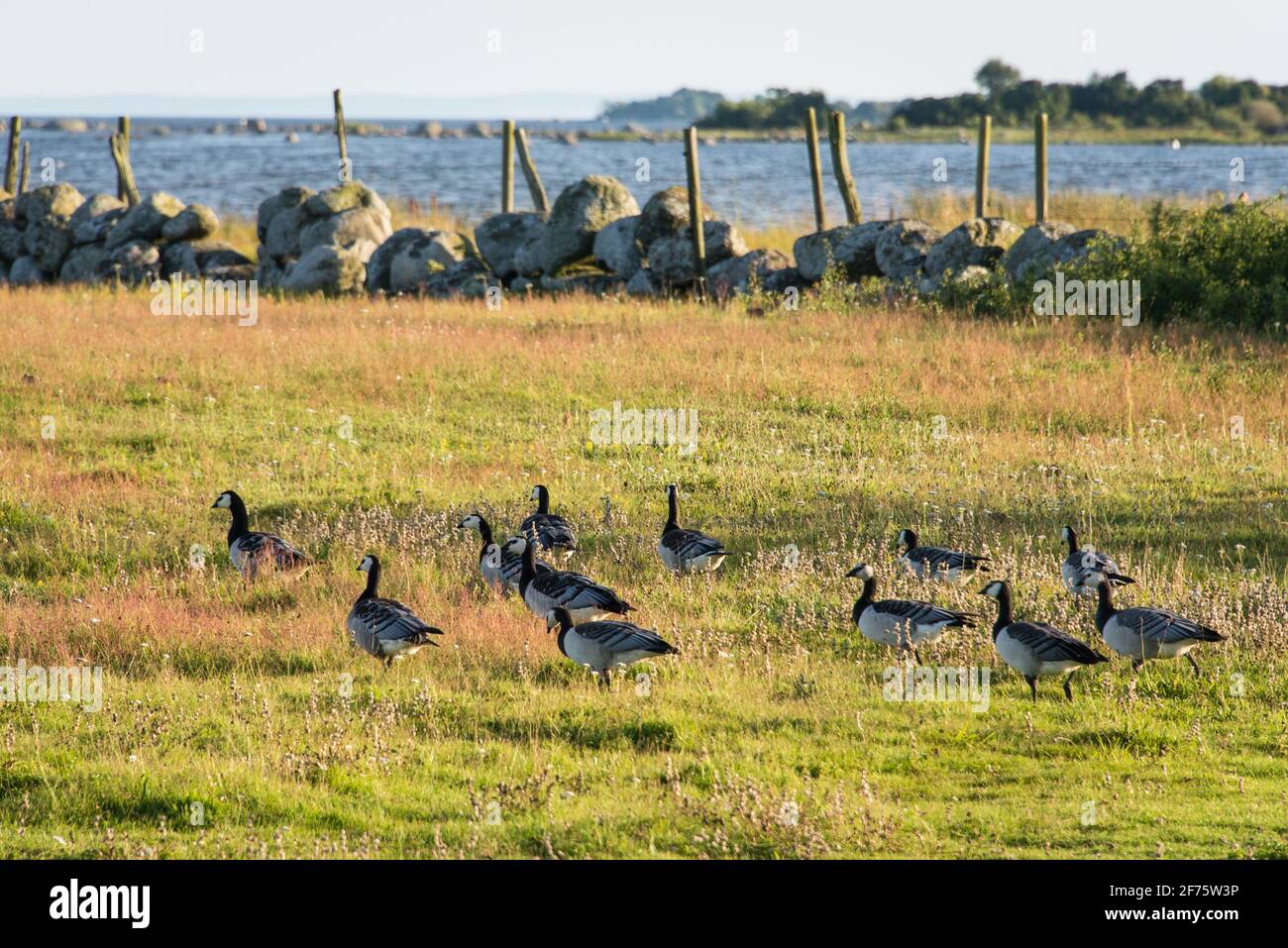 Eine Schar Wildgänse auf einer Wiese an der Küste von Skåne - a flock of wild geese on a meadow at the Skåne coast. Stock Photo