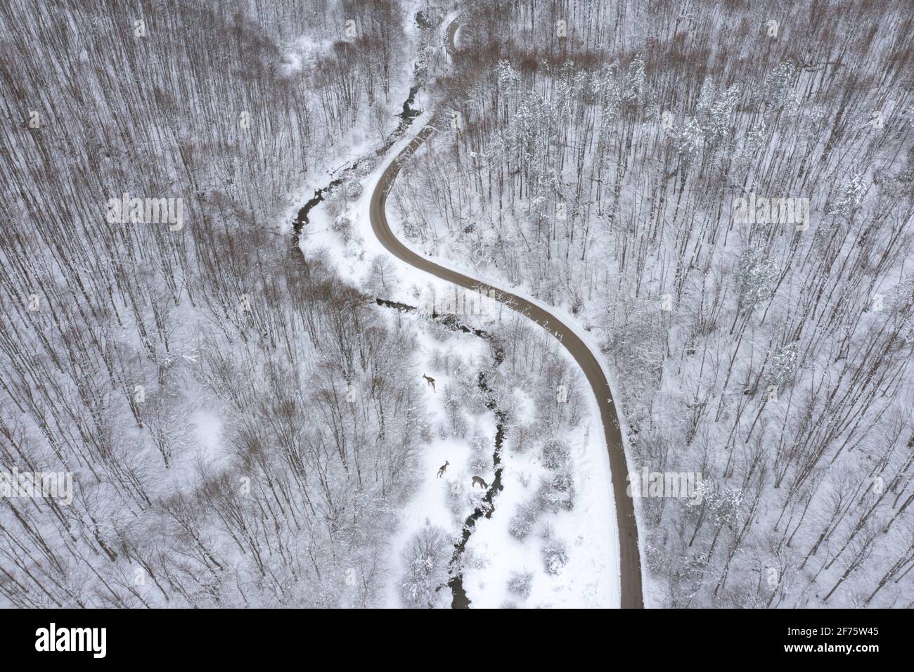 Aerial winter forest landscape with deer, roe deers, road and a little meandering stream. Stock Photo