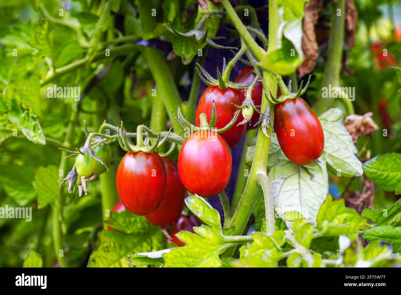 Beautiful ripe Red tomatoes on a bush in the garden Stock Photo - Alamy