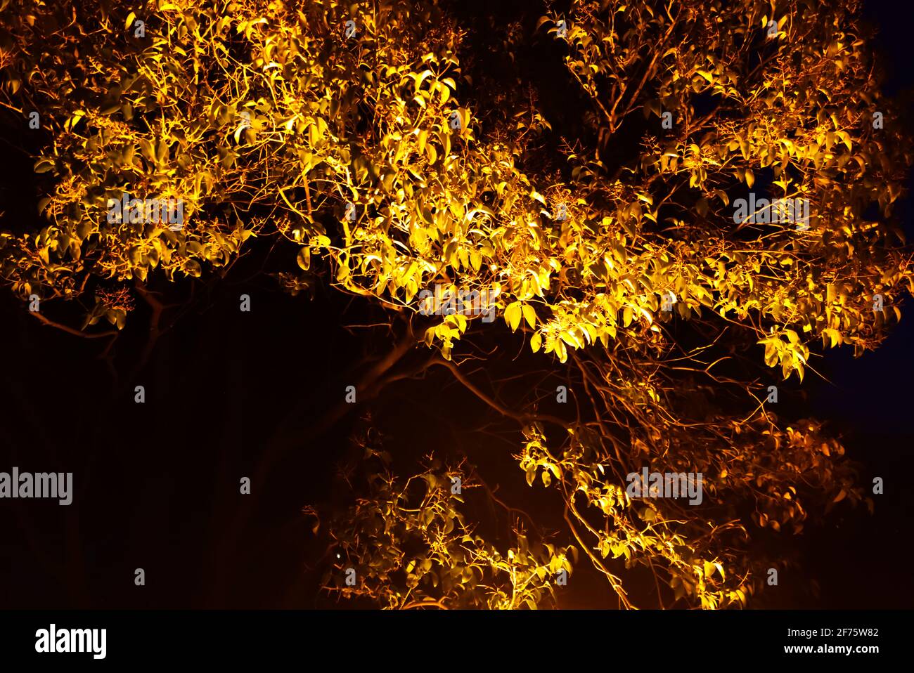A dramatic shot of a tree lightened up from below in the night. Stock Photo